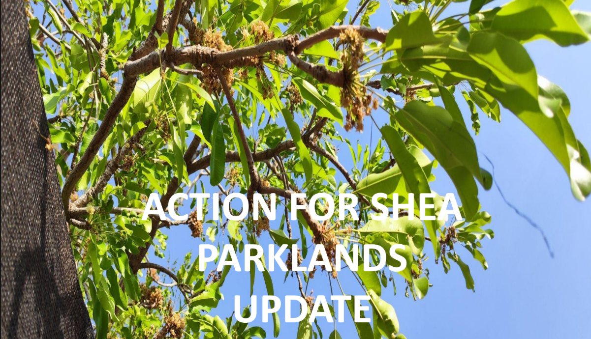 ACTION FOR SHEA PARKLANDS UPDATE_GSA:Shea 2026